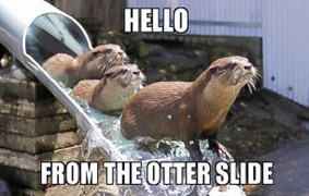 Hello from the otter side